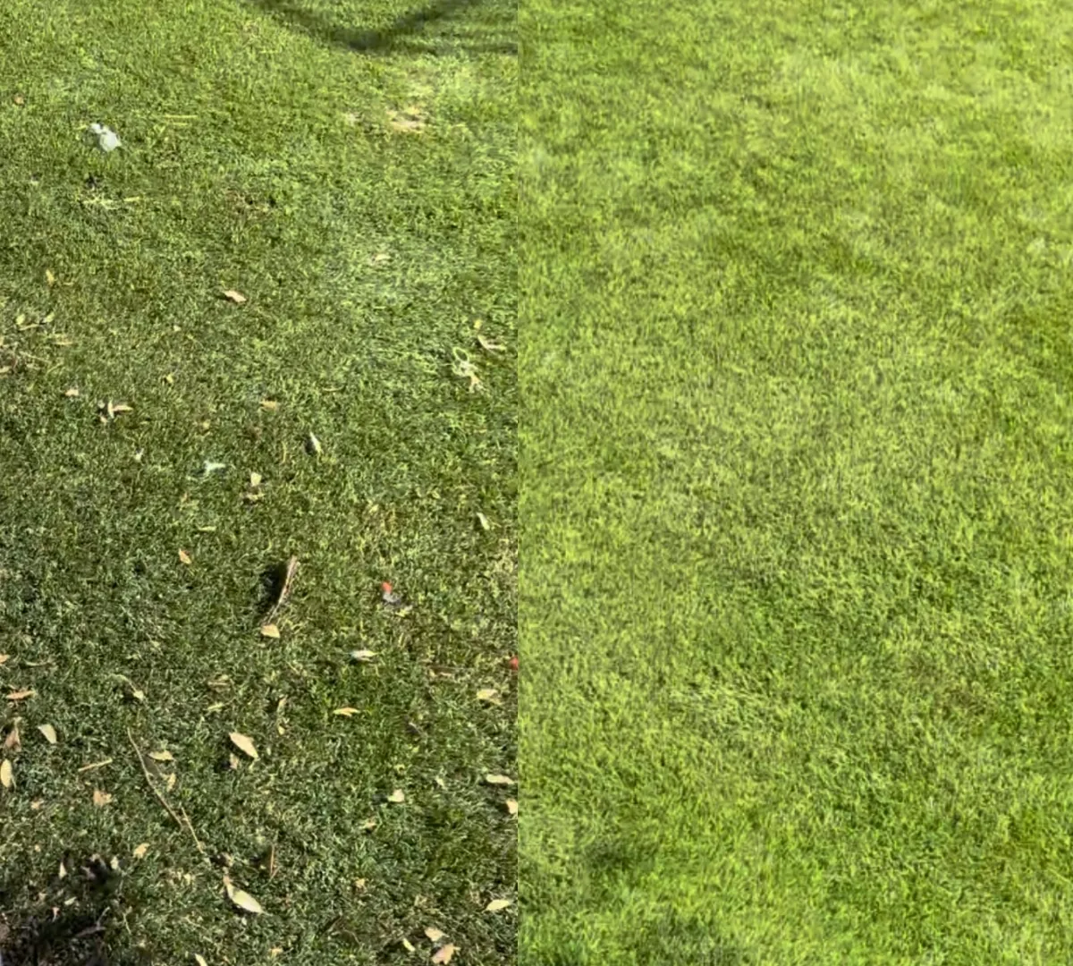 Before and after turf cleaning comparison