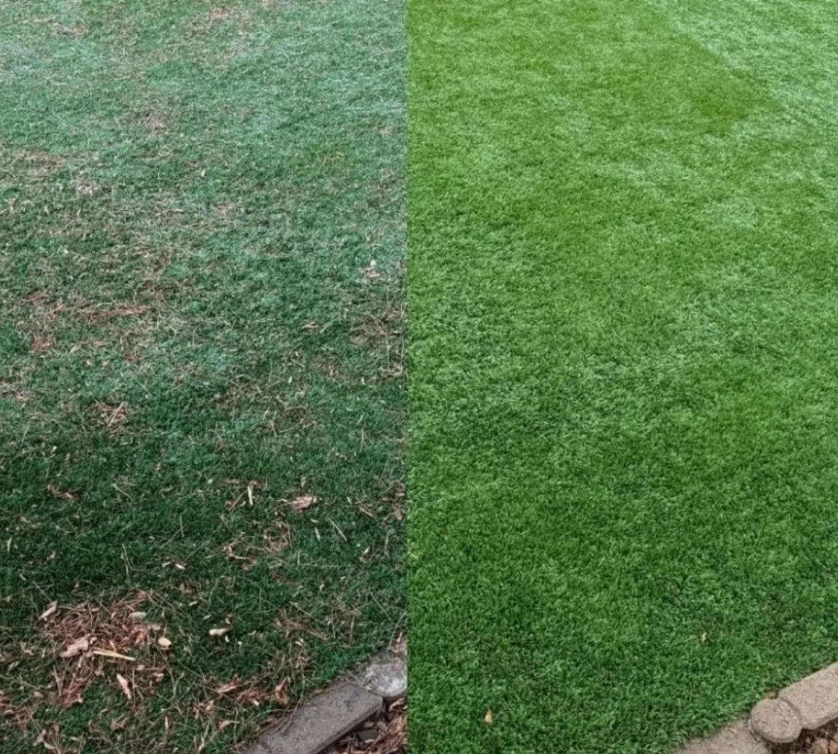 Before and after turf cleaning comparison